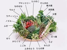 春野菜.jpg